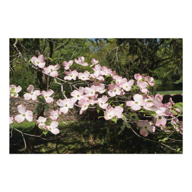 Foto Dogwood rosa de 36" x 24" (Frente)