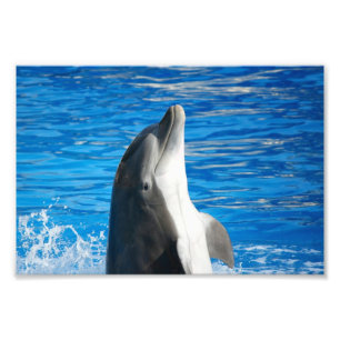 Foto Dolphin Bottlenose