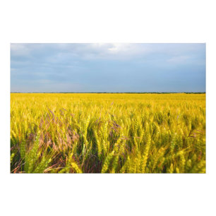 Foto Donde el trigo baila con el viento - Naturaleza sa