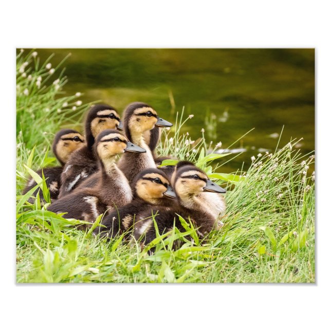 Foto ¿Dónde está mamá? (Frente)