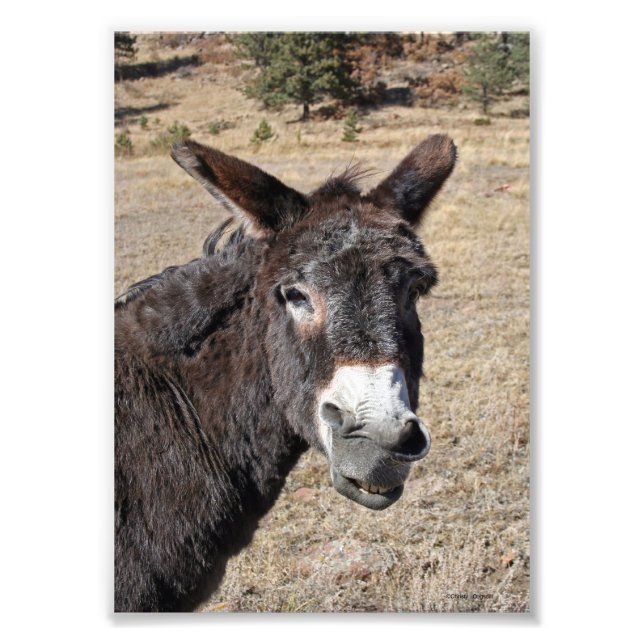 Foto Donkey gracioso (Frente)