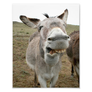 Foto Donkey Silly Face