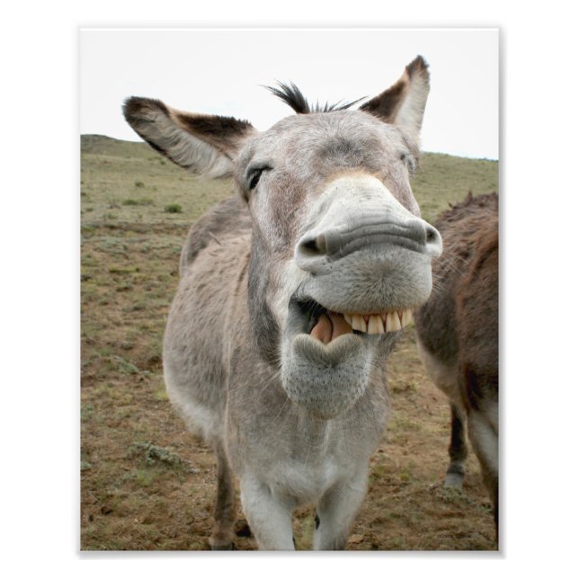 Foto Donkey Silly Face (Frente)