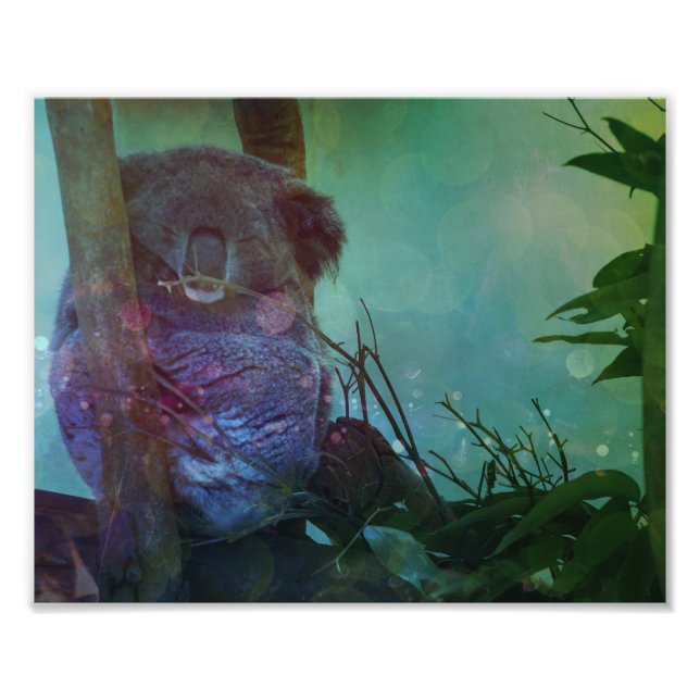 Foto "Dormido Koala" (Frente)