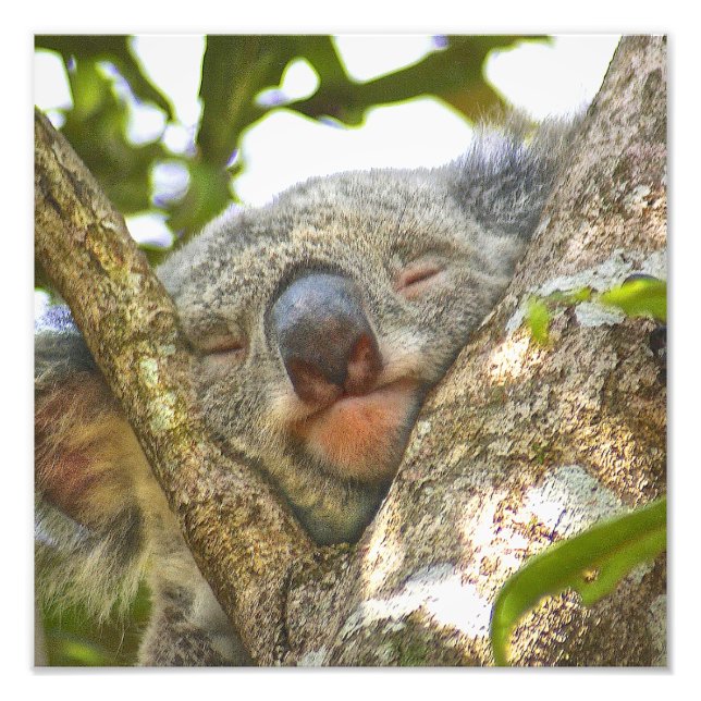 Foto Dormido Koala Oso Fotografía Ampliación (Frente)
