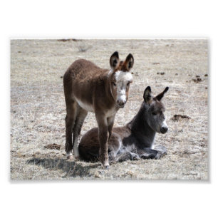 Foto Dos burros bebés 5x7