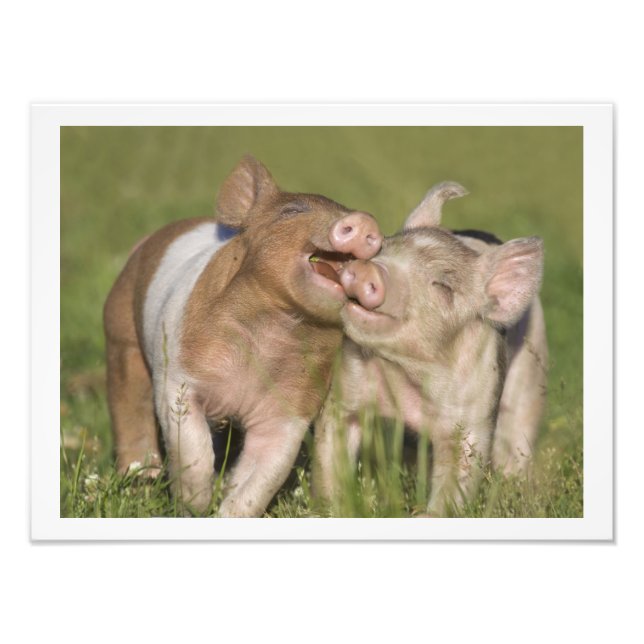 Foto Dos felices lechones juguetones 12 x 16 (Frente)
