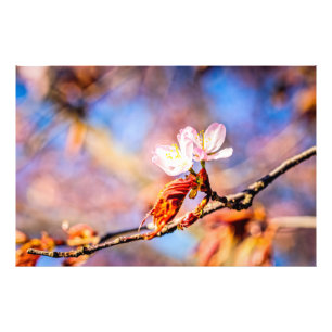 Foto Dos Flores Asombrosas De Sakura. Fondo rosa y azul