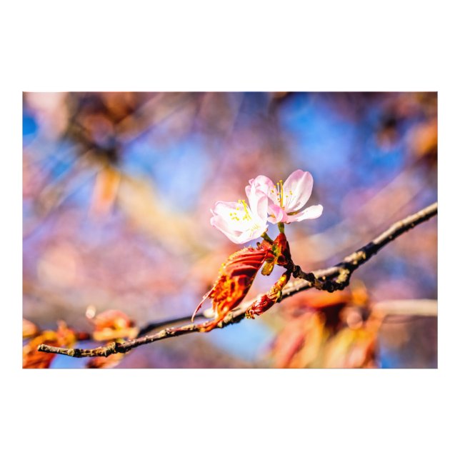 Foto Dos Flores Asombrosas De Sakura. Fondo rosa y azul (Frente)