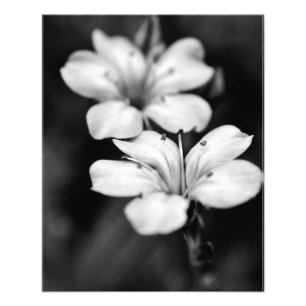 Foto Dos flores blancas en el jardín