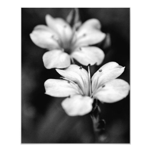 Foto Dos flores blancas en el jardín (Frente)