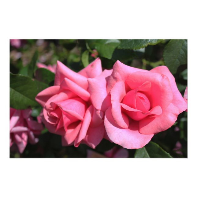Foto dos flores de rosa rosadas calientes perfectas. am (Frente)