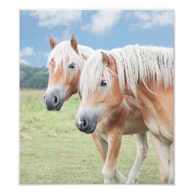 Foto dos Haflinger caballo (Frente)