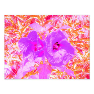 Foto Dos hibiscus loco de ciruela morada y caliente en