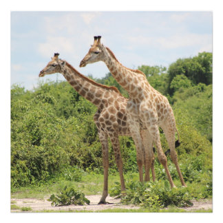 Foto Dos jirafas