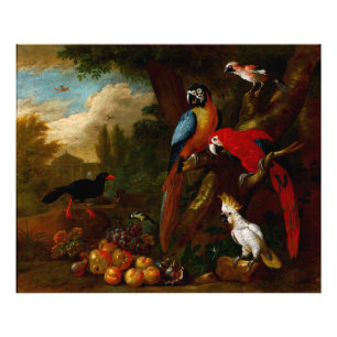 Foto Dos Macaws un Cockatoo y un Jay con Fruit