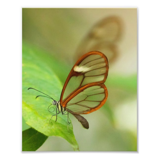 Foto Dos mariposas aladas de vidrio (Frente)