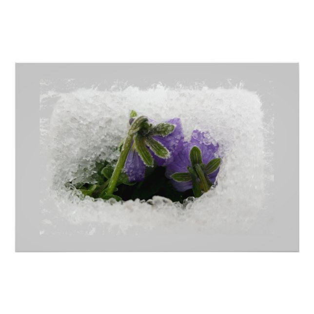 Foto Dos pansias moradas (Frente)