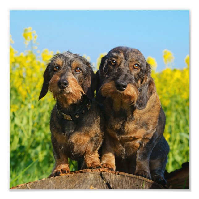Foto Dos pequeños perros Dachshunds Mascota de amigos D (Frente)