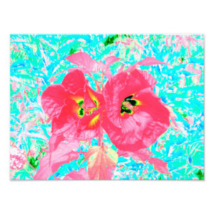 Foto Dos rosados ciruelas de coral rojo loco hibiscus e