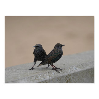 Foto Dos Starlings