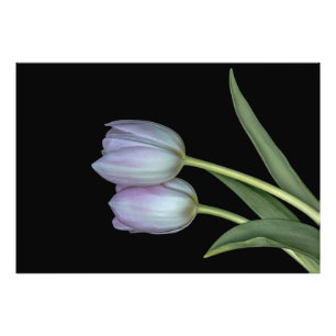 Foto Dos tulipanes
