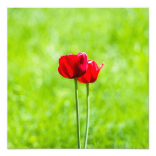 Foto Dos tulipanes rojos