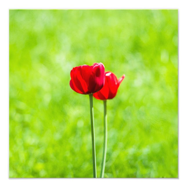 Foto Dos tulipanes rojos (Frente)