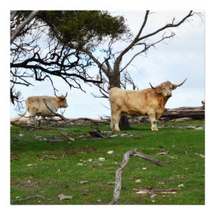 Foto Dos vacas de las Tierras Altas cervato en tierras 