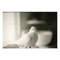 Dove