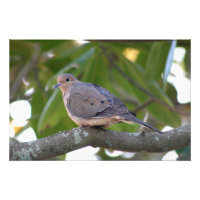 Dove de duelo