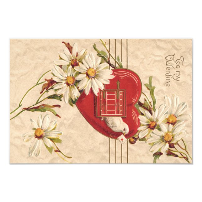 Foto Dove Heart Birdhouse Daisy Daisies (Frente)