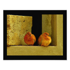 Foto Dove Pair