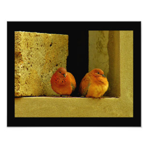 Foto Dove Pair