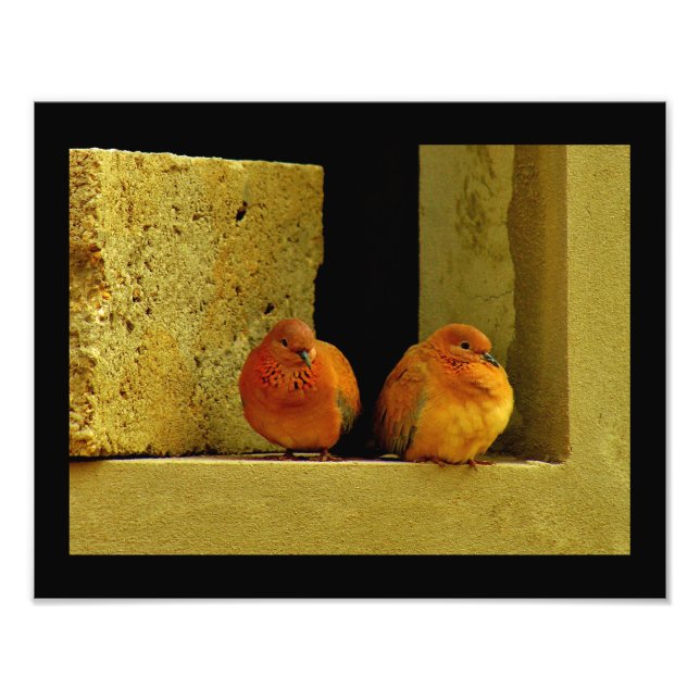 Foto Dove Pair (Frente)