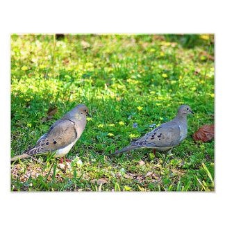 Foto Doves de luto