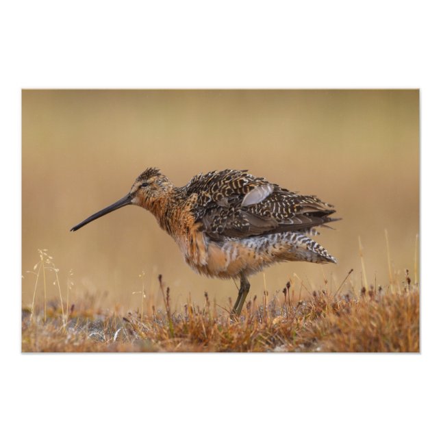 Foto Dowitcher de factura larga (Frente)