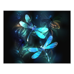 Foto Dragonflies