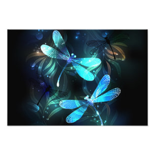 Foto Dragonflies