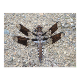 Foto Dragonfly 24X18 - Una cola blanca común
