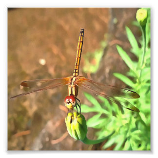 Foto Dragonfly artístico descansando sobre la cabeza de