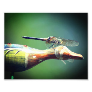 Foto Dragonfly Co Pilot Insect 8x10