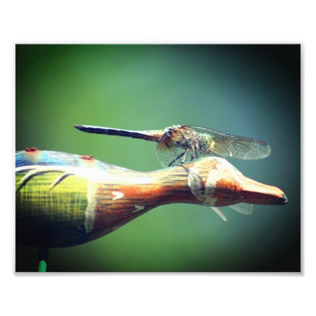 Foto Dragonfly Co Pilot Insect 8x10 (Frente)