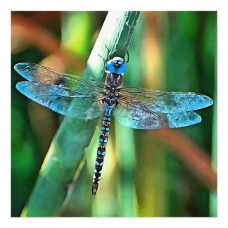 Foto Dragonfly de fantasía en turquesa y negro
