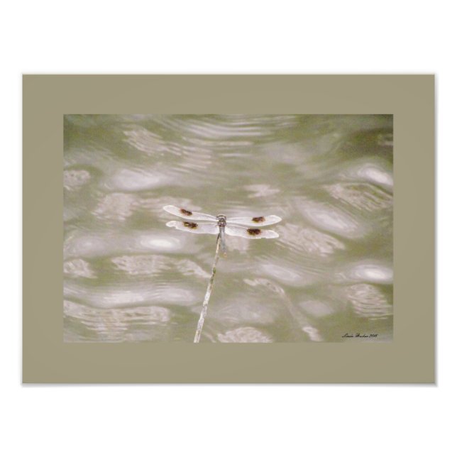 Foto Dragonfly de Linda Becker (Frente)