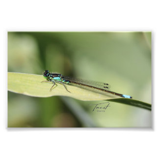 Foto Dragonfly on the Leaf Photo Print