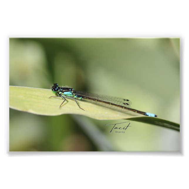Foto Dragonfly on the Leaf Photo Print (Frente)
