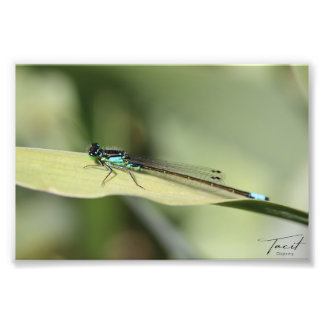 Foto Dragonfly on the Leaf Photo Print