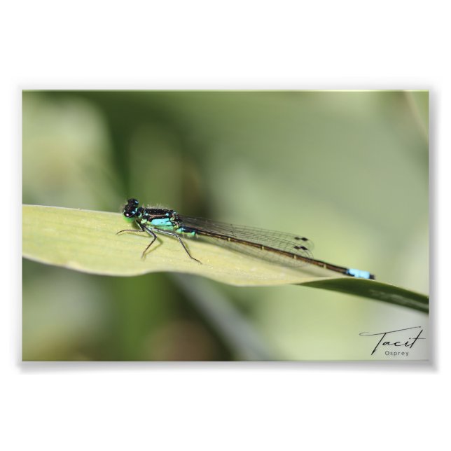 Foto Dragonfly on the Leaf Photo Print (Frente)