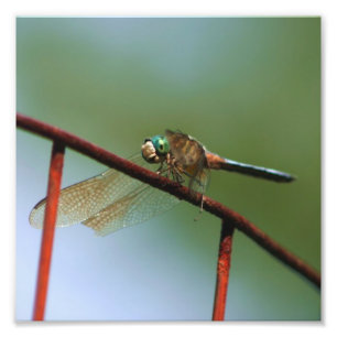 Foto Dragonfly On Wire Fence Close Up 8x8